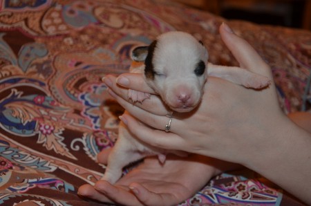 EMIL in 'MANTEL- & DEGEN-FILM'-Pose... 